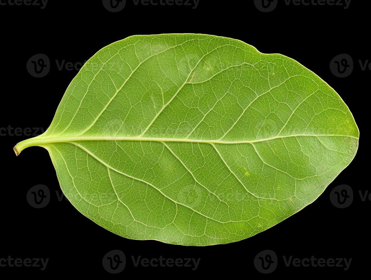 Close up of a single green leaf with visible veins against a black background photo