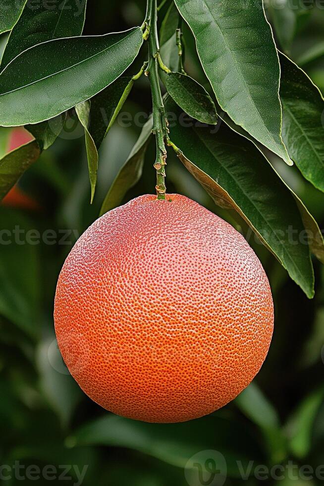 Close up of a ripe orange hanging from a tree branch photo
