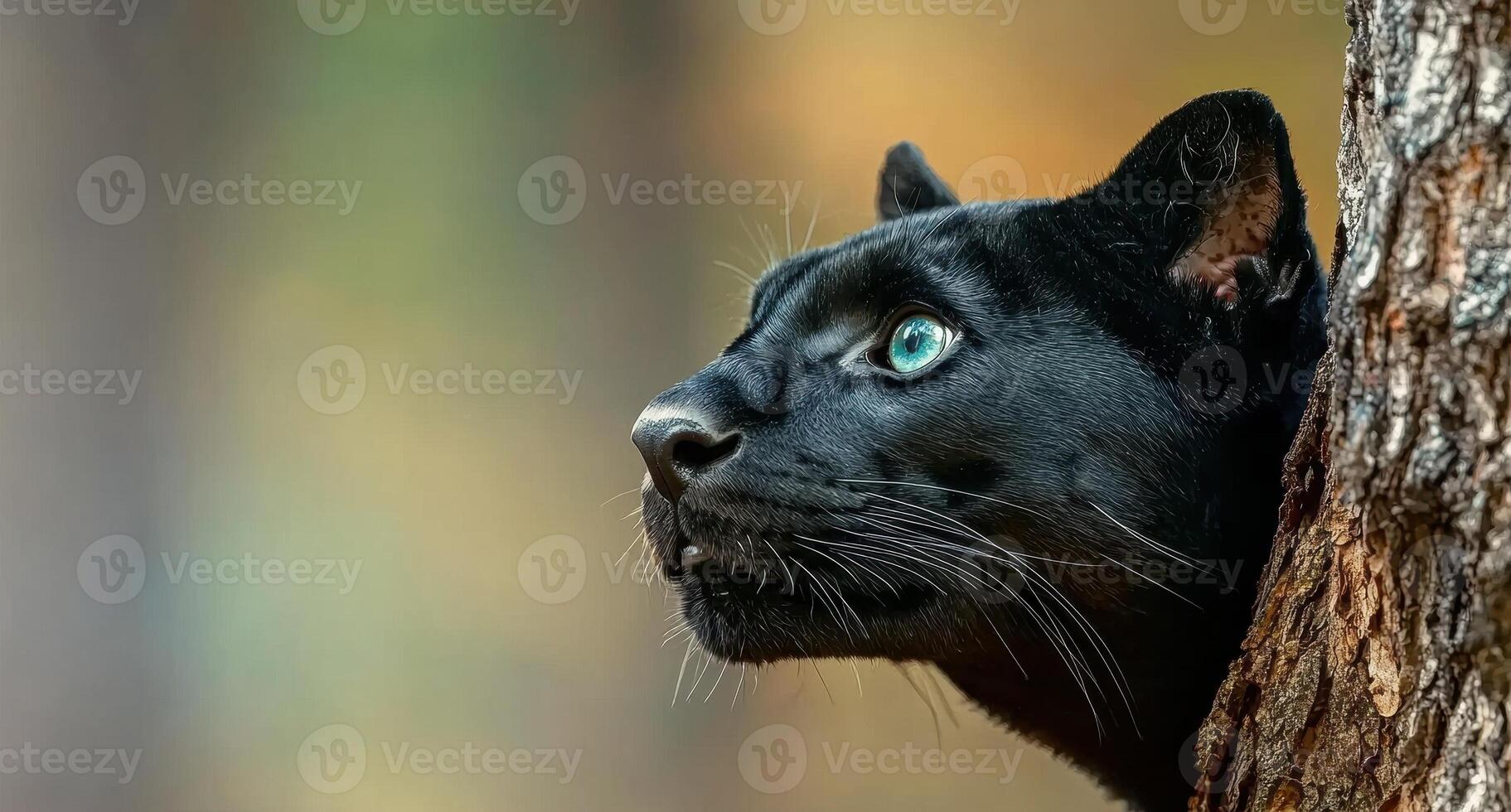 Close up of a black panther with bright blue eyes peering from behind a tree photo
