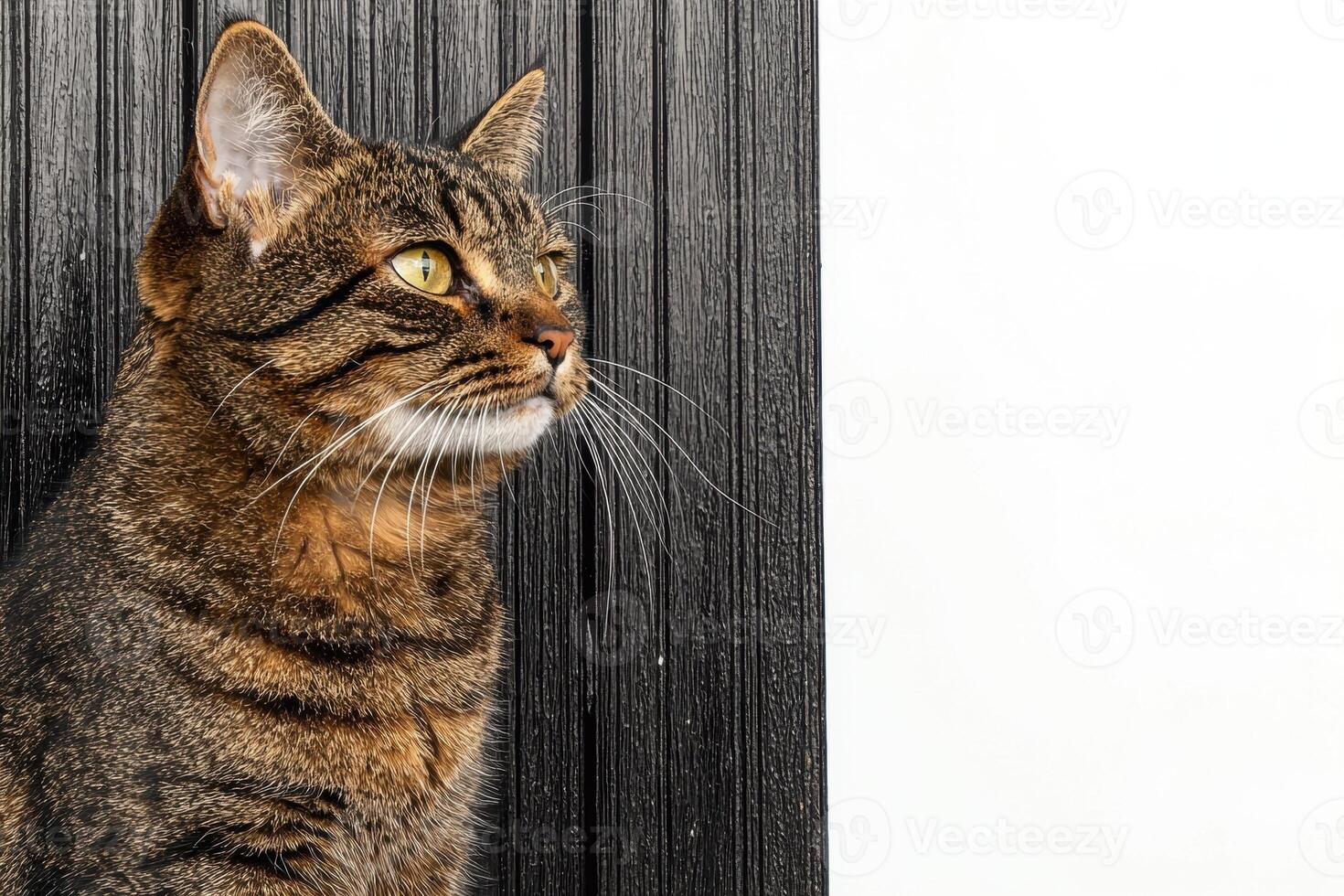 Close up of a tabby cat looking to the right, sitting against a black wooden background photo