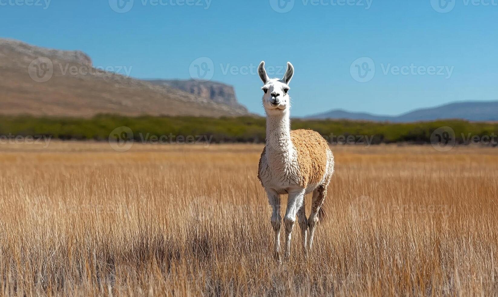Llama standing in a field photo