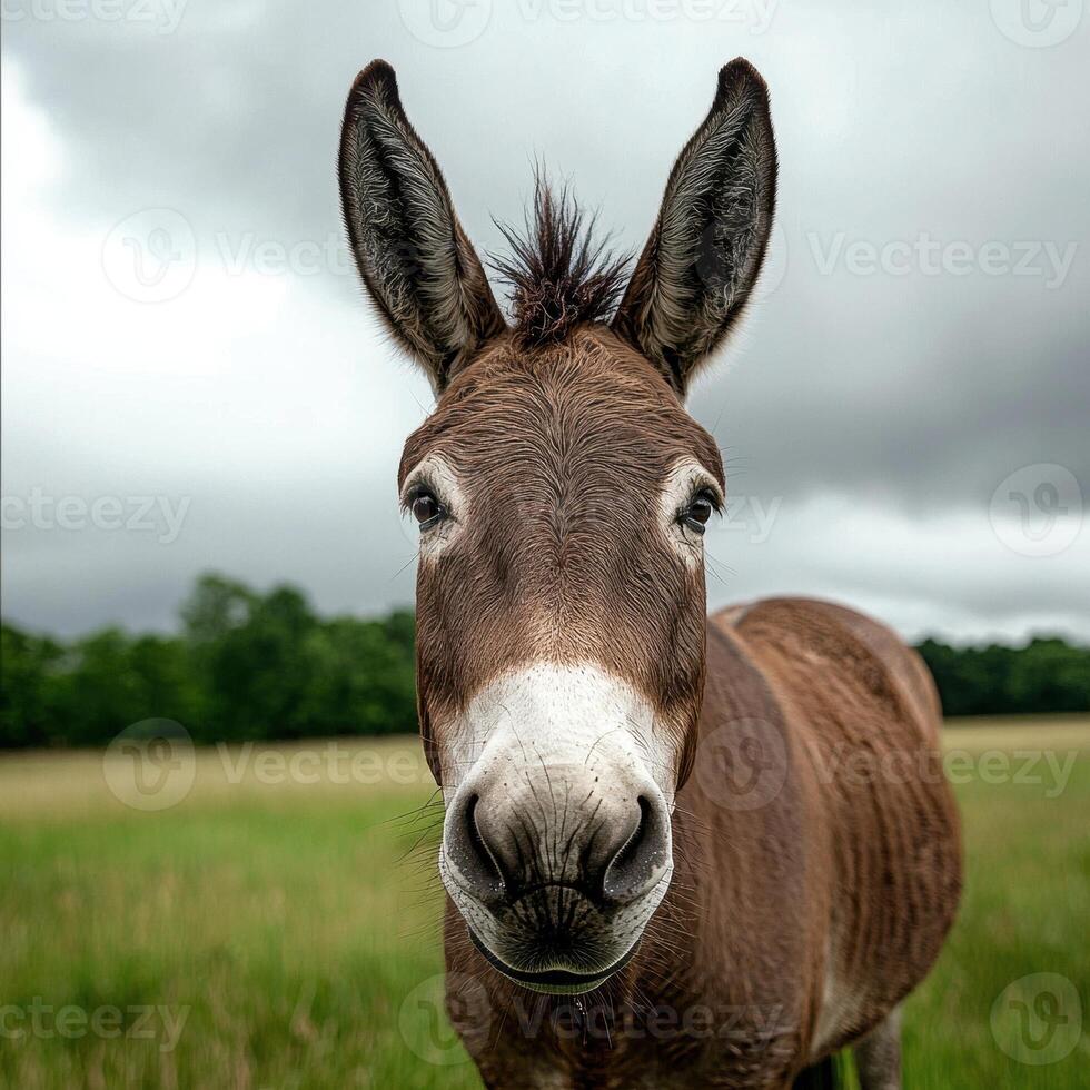 Close up of a curious donkey in a field photo