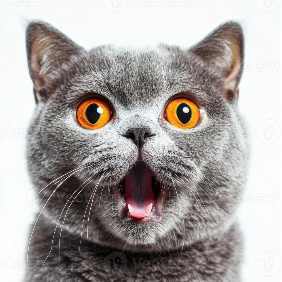 A close up of a cat with its mouth open photo