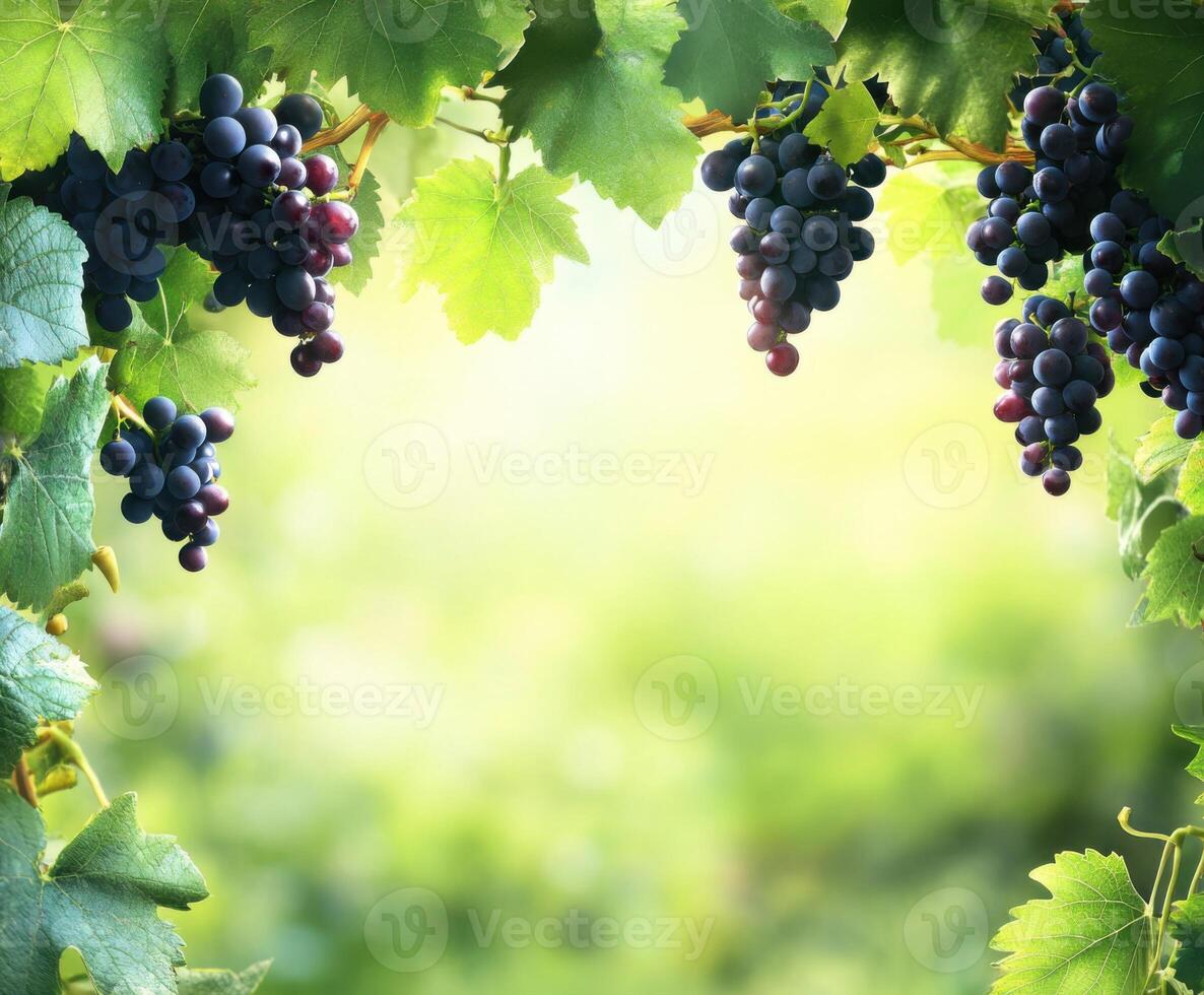 Cluster of ripe grapes hanging from vines in a lush vineyard during daytime photo