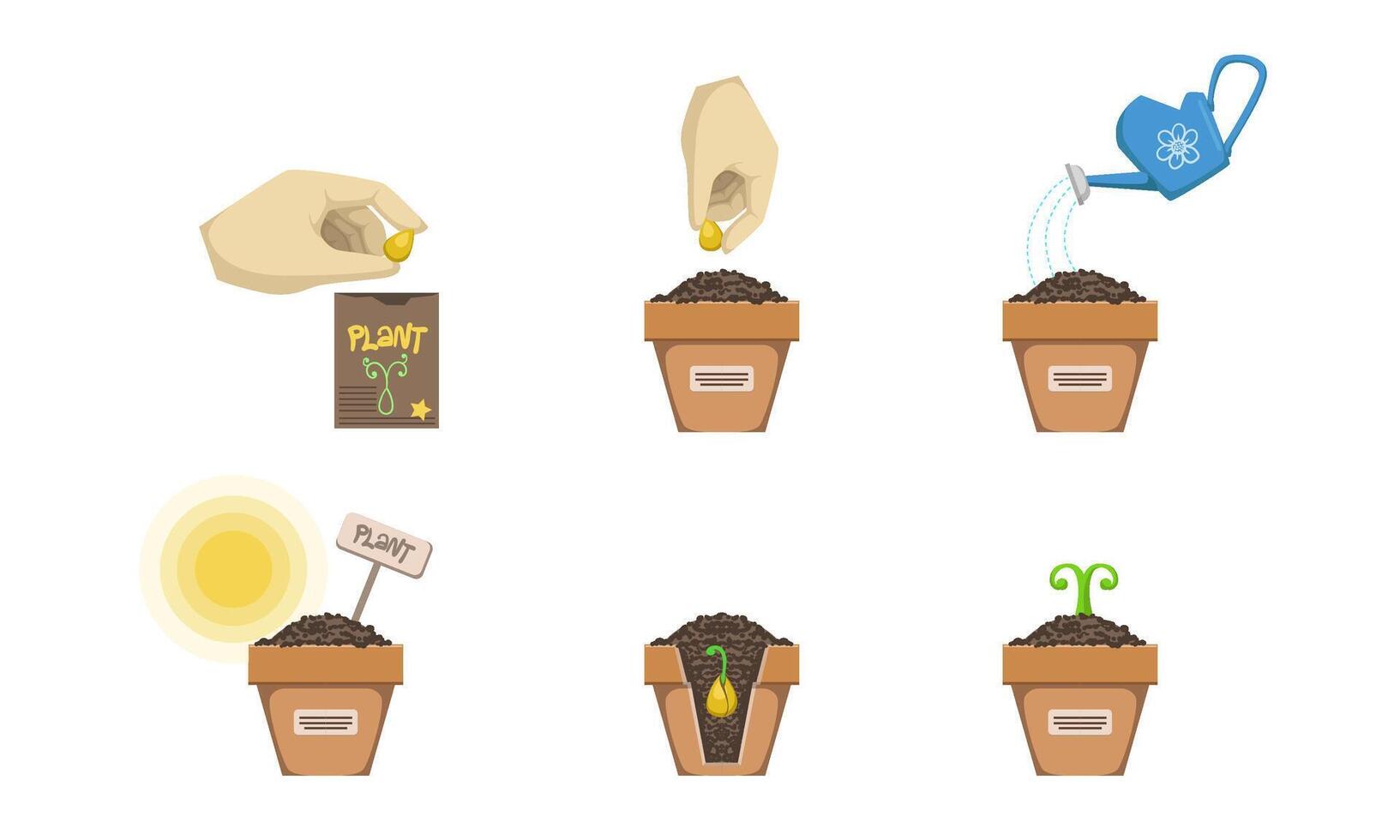 Plant Growing Stages Set, Seedling Gardening Plant, Planting Tree Process Illustration vector