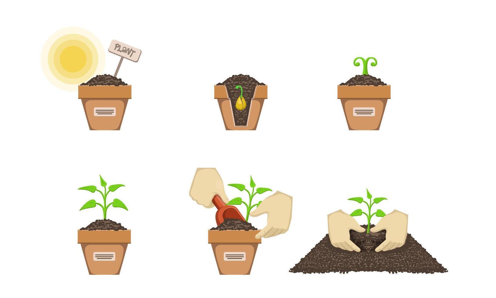 Plant Growing Process Set, Gardening Seedling Plant Illustration vector