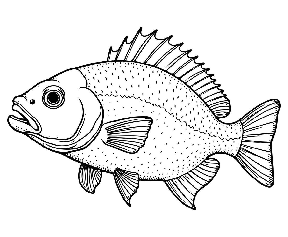 Haddock fish Coloring Page Illustration vector