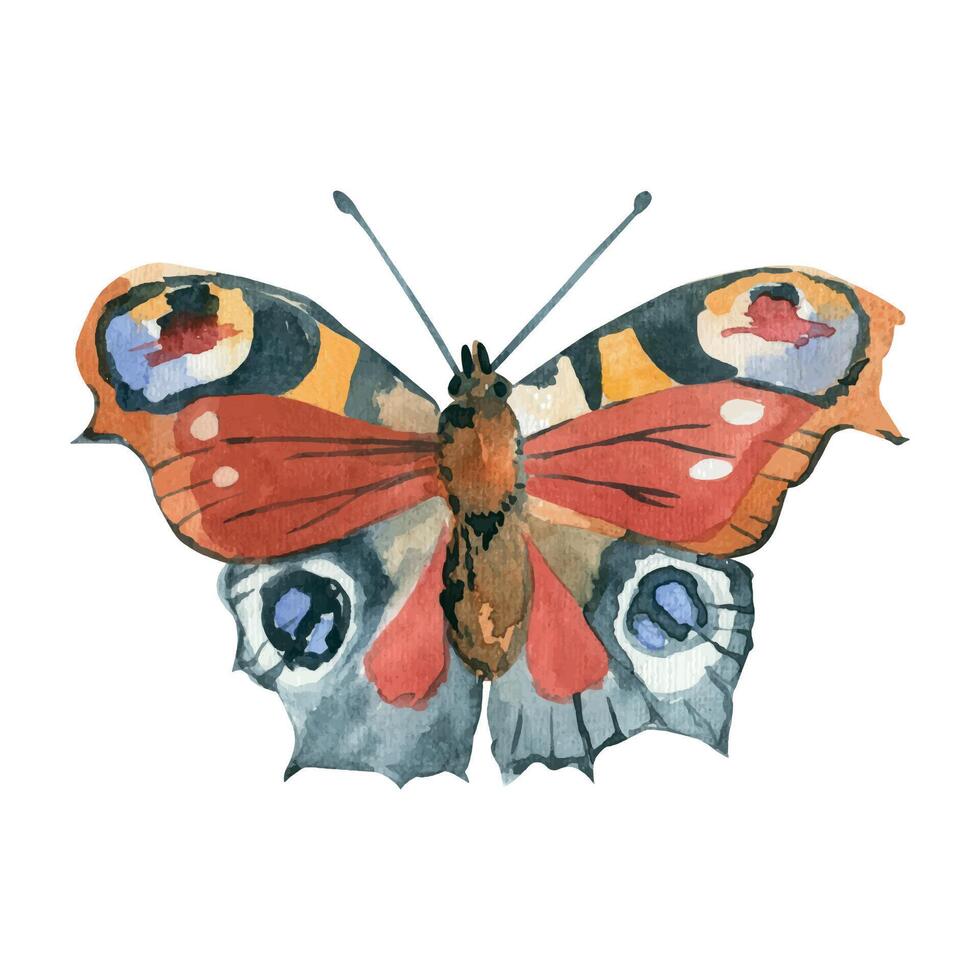Peacock butterfly hand painted in watercolor and isolated on white background. Watercolor illustration. Suitable for printing on fabric, paper, for invitations and cards vector