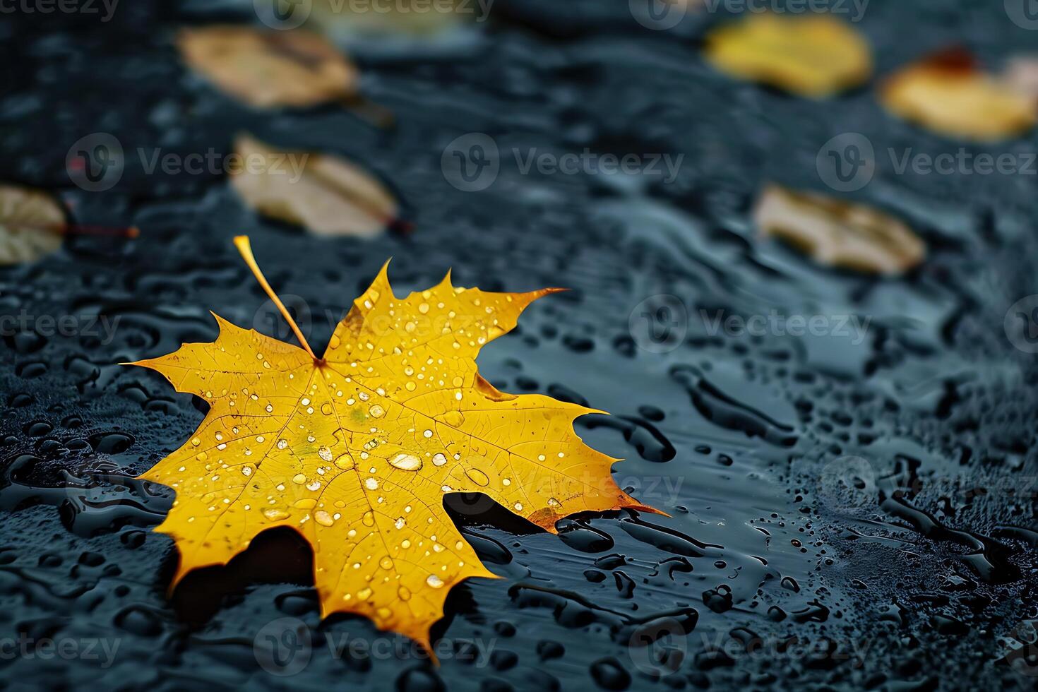 A single yellow maple leaf with raindrops on a dark background. Autumn concept. photo