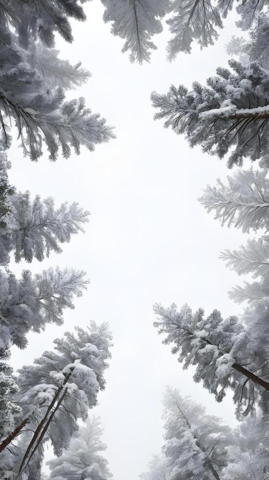 A vertical shot of snow-dusted pine trees with soft white hues, offering a blank sky for text overlays. photo