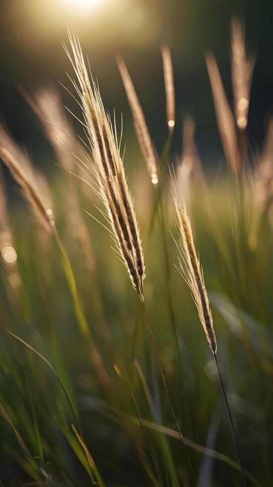 A close-up shot of tall grass blades standing upright, softly illuminated with a blurred background for text placement. photo