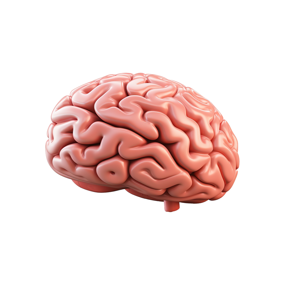 Human Brain 3D Model Neurological Study, png