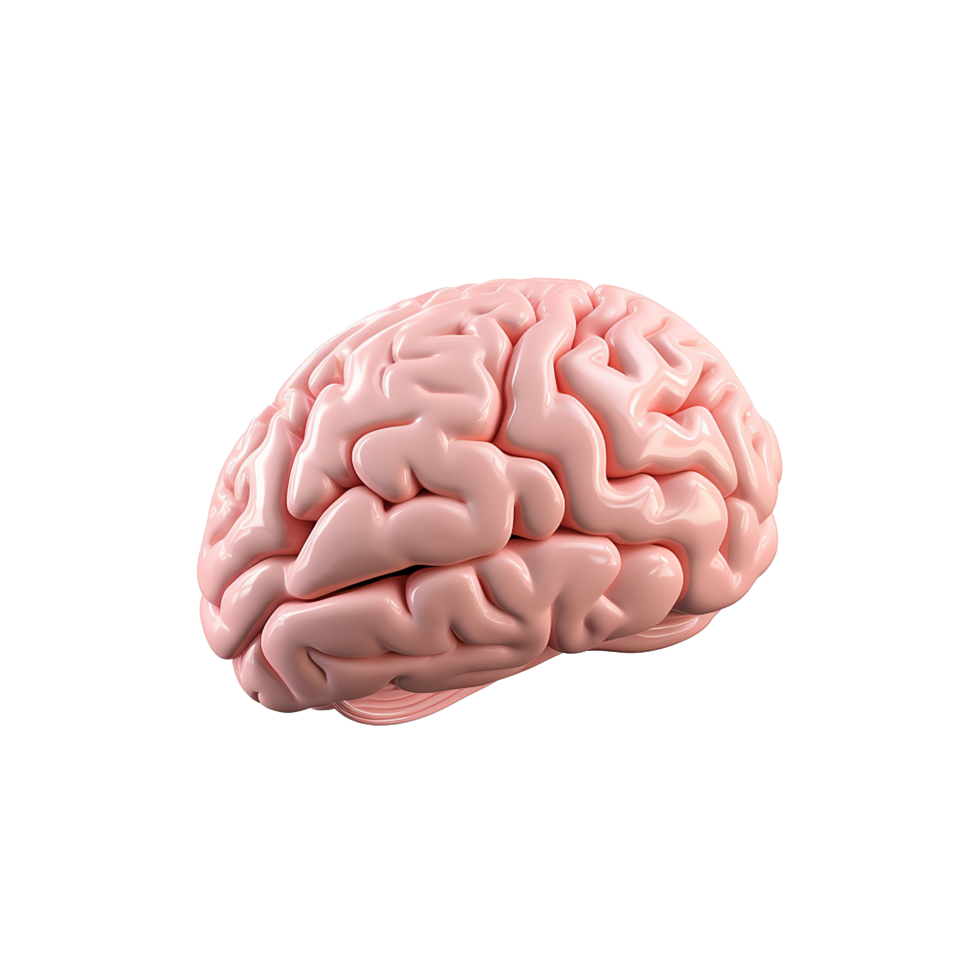 Human Brain Anatomy 3D Model Pink Color png