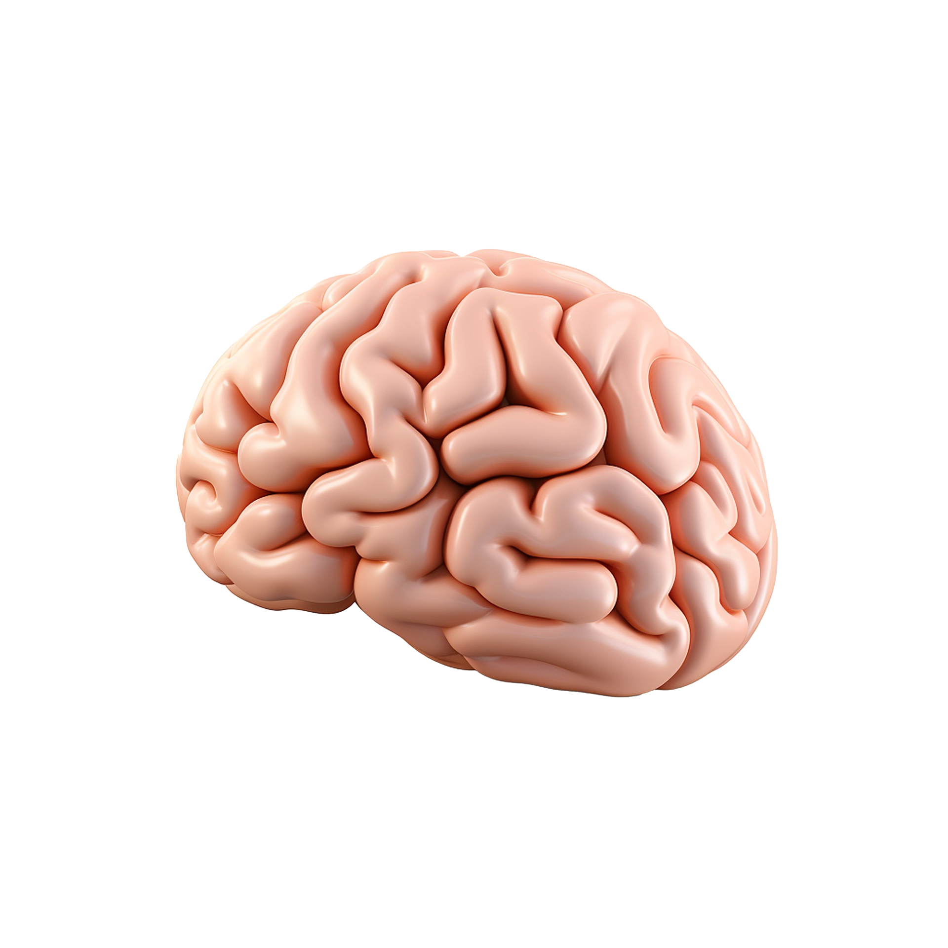 Human brain anatomy 3D model medical illustration science learning