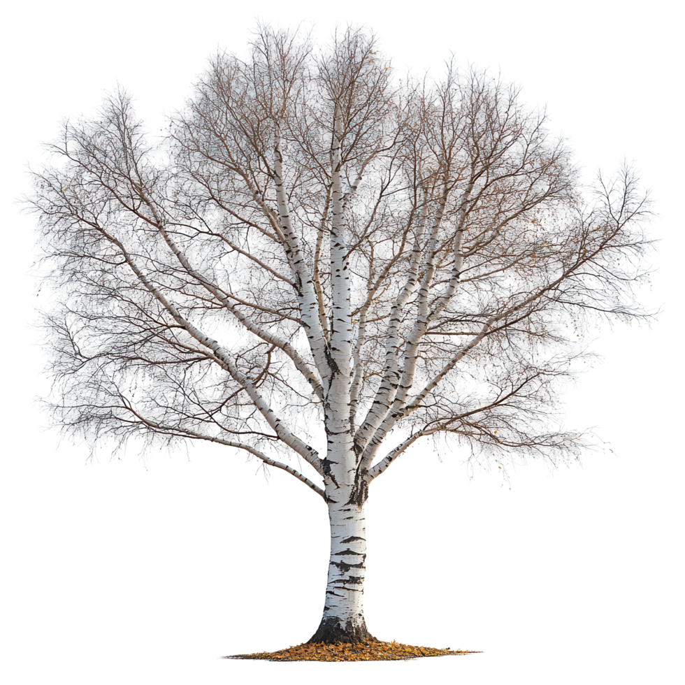 Leafless birch tree stands tall on white background showcasing its graceful branches and winter silhouette isolated on transparent background png