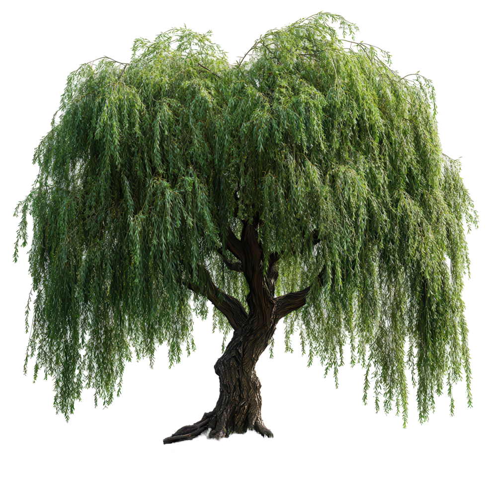 Tall willow tree with drooping branches providing natural shade in a serene outdoor setting isolated on transparent background png