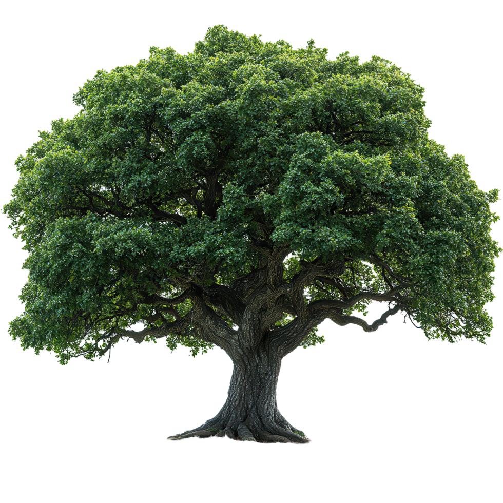 Majestic oak tree with sprawling branches and lush green leaves in a bright setting isolated on transparent background png