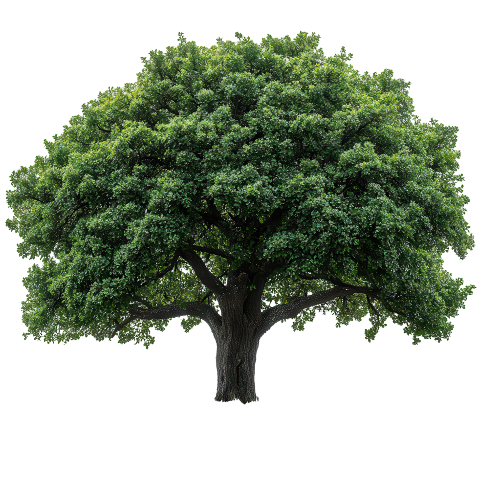 Lush green oak tree with a broad canopy stands tall against a white background, showcasing its robust trunk and dense foliage isolated on transparent background png