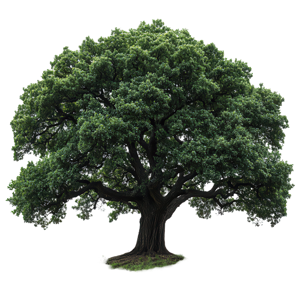 Large green tree with a broad canopy stands prominently against a white background in a tranquil setting isolated on transparent background png