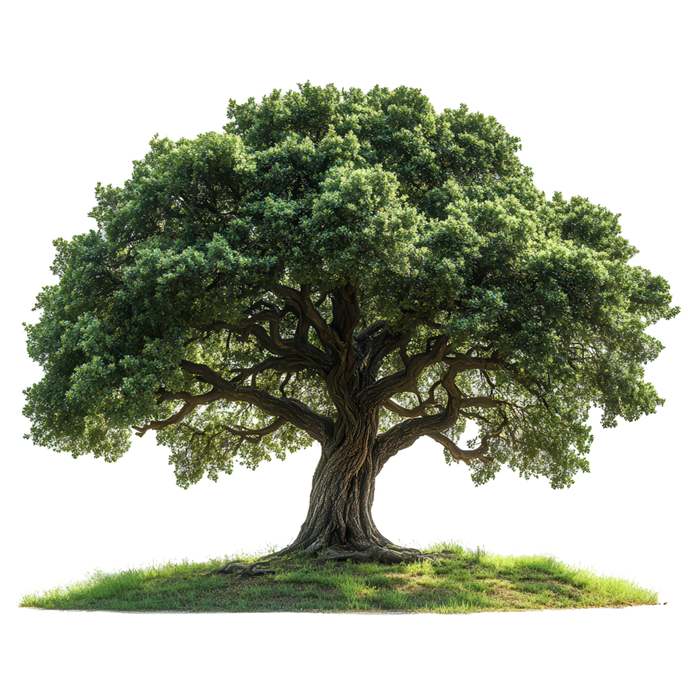 Majestic oak tree standing alone in a bright green field under clear blue sky isolated on transparent background png