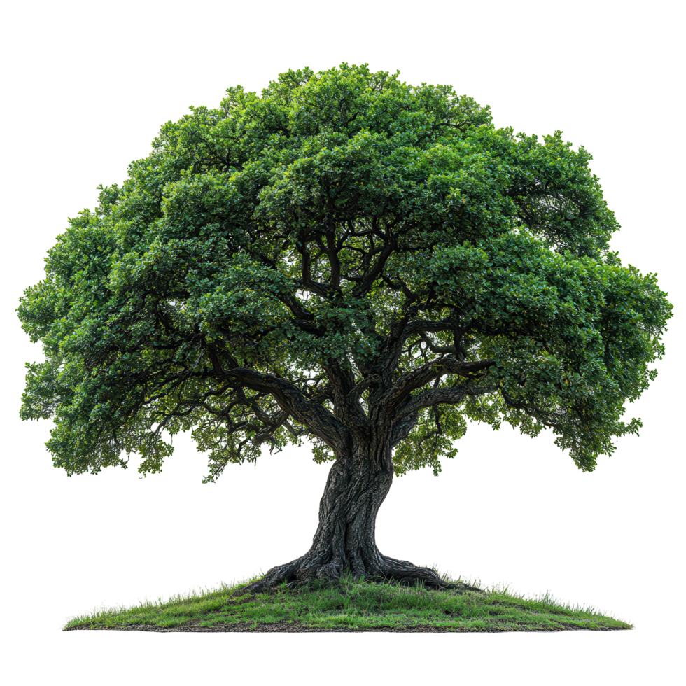 Majestic oak tree stands alone on a grassy hill under clear blue sky during daylight hours isolated on transparent background png