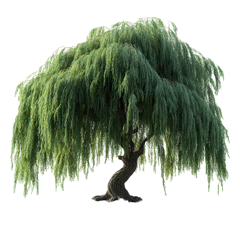 Beautiful weeping willow tree showcasing lush green foliage in a serene outdoor setting on a sunny day isolated on transparent background png