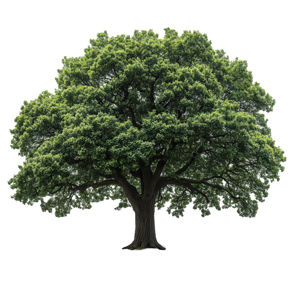 Large green tree stands tall against a white background showcasing its vibrant foliage and sturdy trunk isolated on transparent background png
