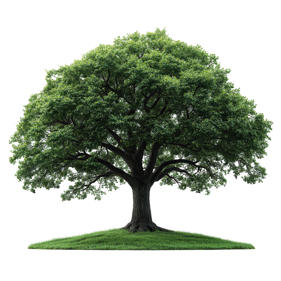 Large green tree standing on grassy hill during bright daylight in a serene environment isolated on transparent background png