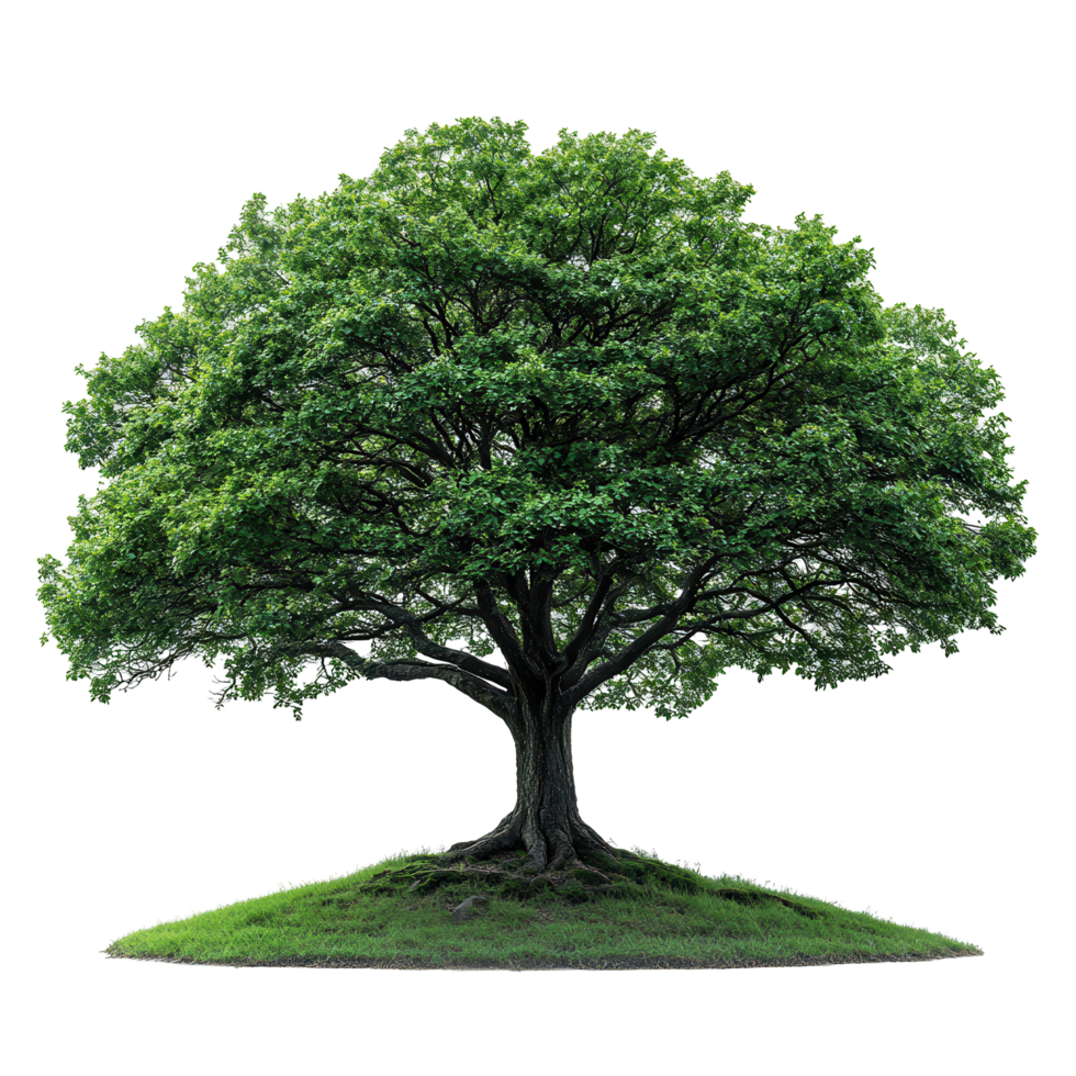 Majestic green tree with a thick trunk and lush canopy on a grassy mound in bright daylight isolated on transparent background png