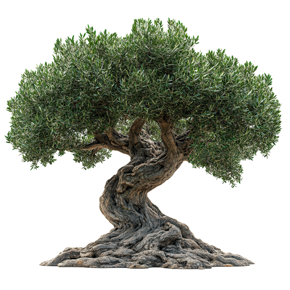 Old olive tree with twisted trunk and lush green leaves in natural environment near a rural area isolated on transparent background png