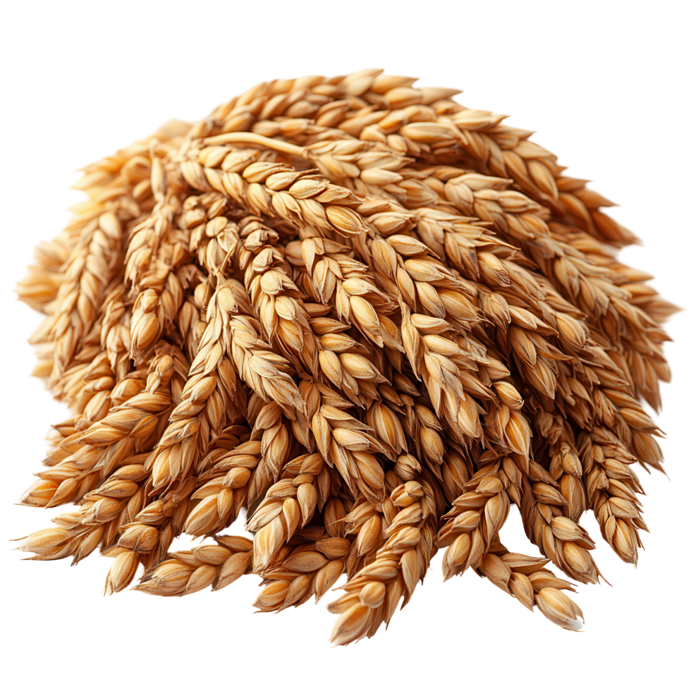 Wheat ears harvested ready for processing in a sunny field during the peak of summer isolated on transparent background png