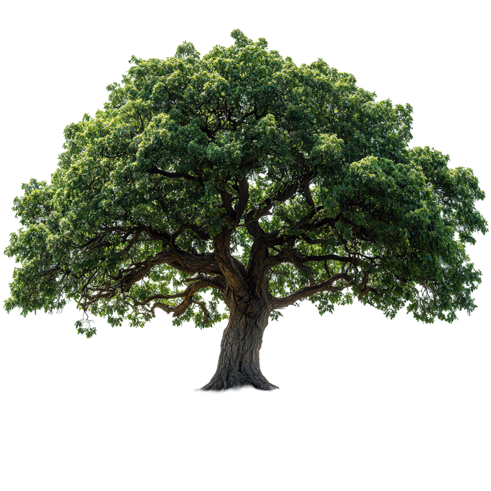 Majestic green tree with wide canopy standing alone on white background isolated on transparent background png