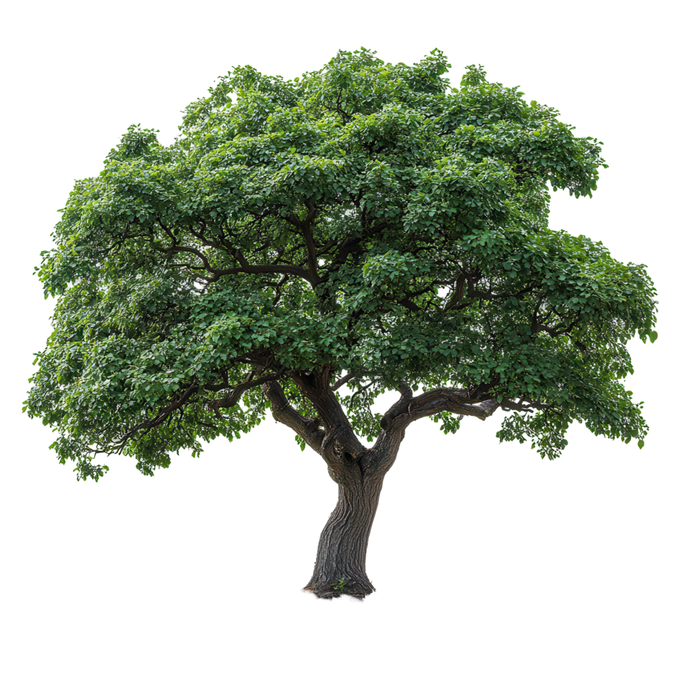 Vibrant green tree standing-alone in bright white background during midday isolated on transparent background png