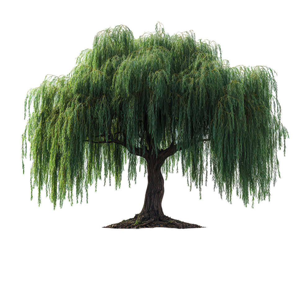Beautiful willow tree with long green branches swaying gently in the breeze during sunny daylight isolated on transparent background png