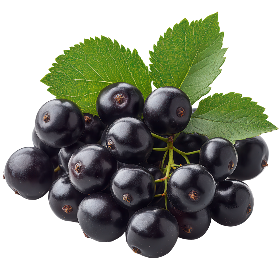Fresh blackcurrants with green leaves arranged in a cluster on a white background during the summer harvest season isolated on transparent background png