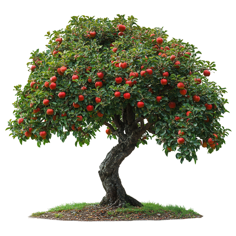 Red apple tree full of ripe fruit stands prominently in a garden setting during late summer afternoon isolated on transparent background png
