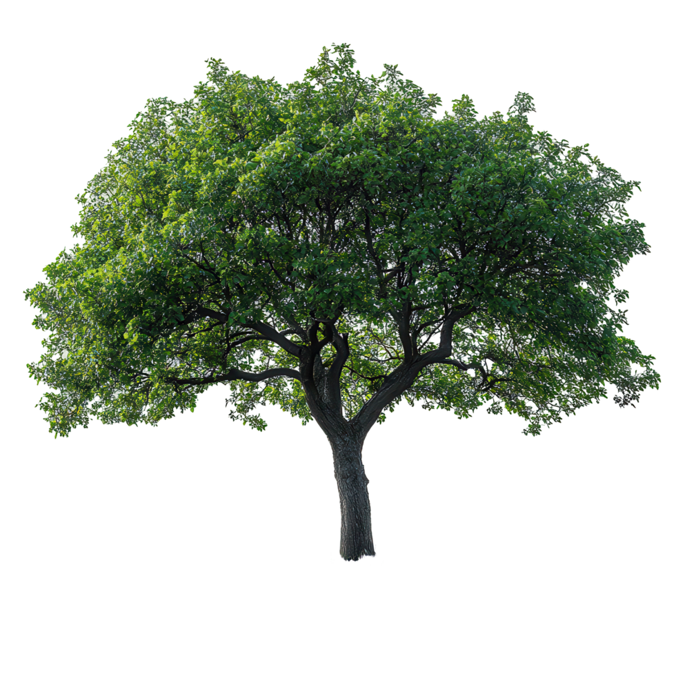 Healthy green tree with lush foliage in a bright environment showcasing natural beauty and vitality isolated on transparent background png