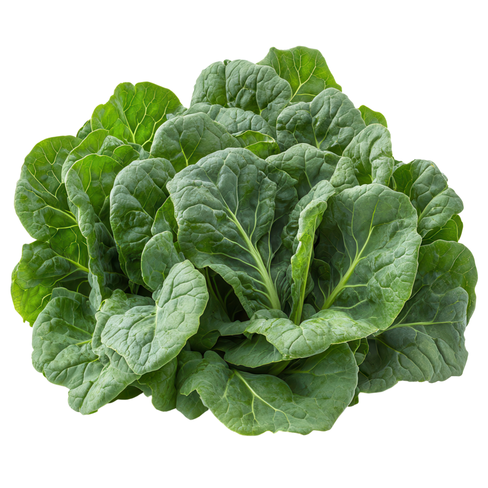 Freshly harvested green leafy vegetables displayed in a natural arrangement for healthy meal preparation isolated on transparent background png