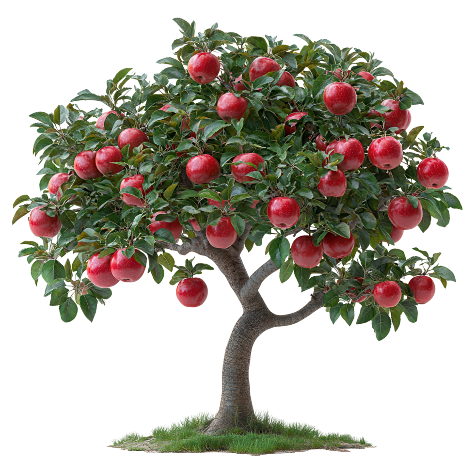 Rich apple tree loaded with ripe fruits in a sunny orchard environment during the harvest season isolated on transparent background png