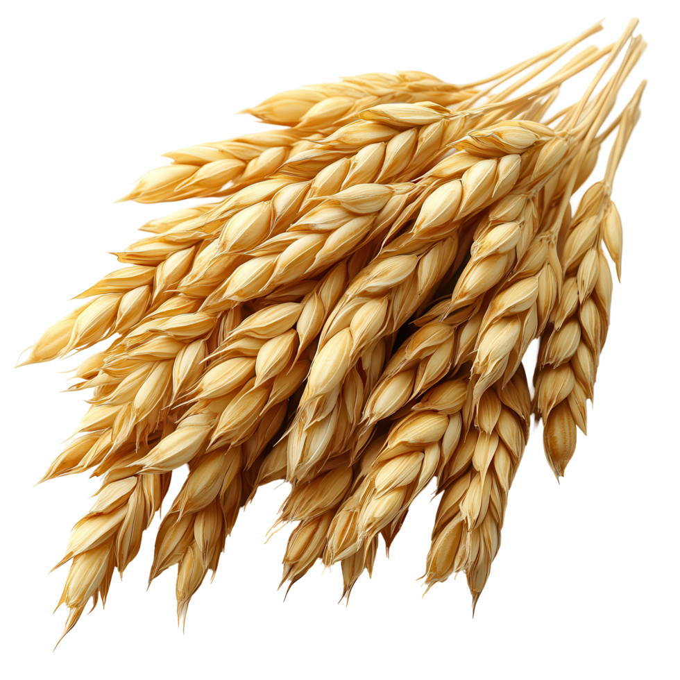 Bundles of golden oats ready for harvest in a rural farming landscape filled with sunlight isolated on transparent background png
