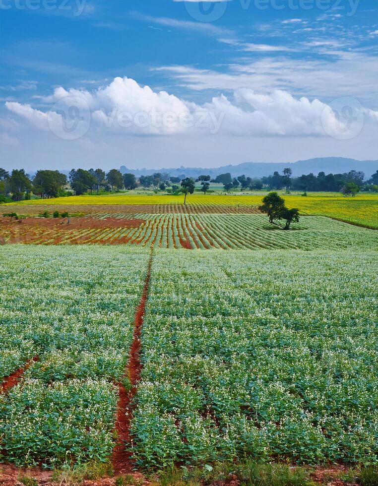 A picturesque view of an expansive agricultural field, photo