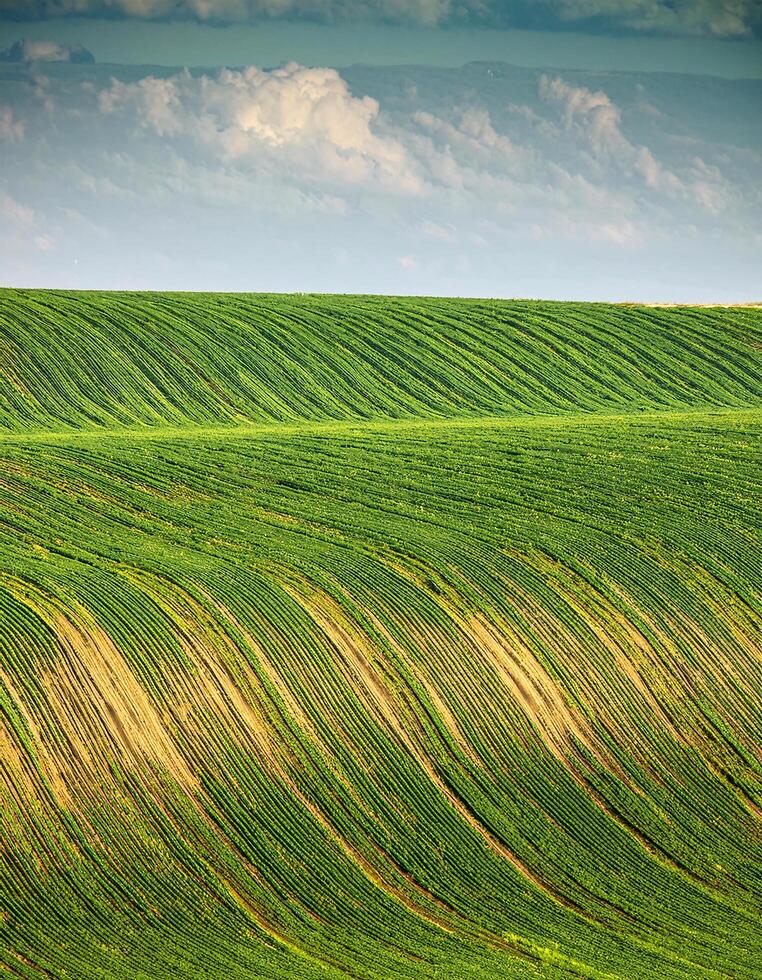 A picturesque view of an expansive agricultural field photo