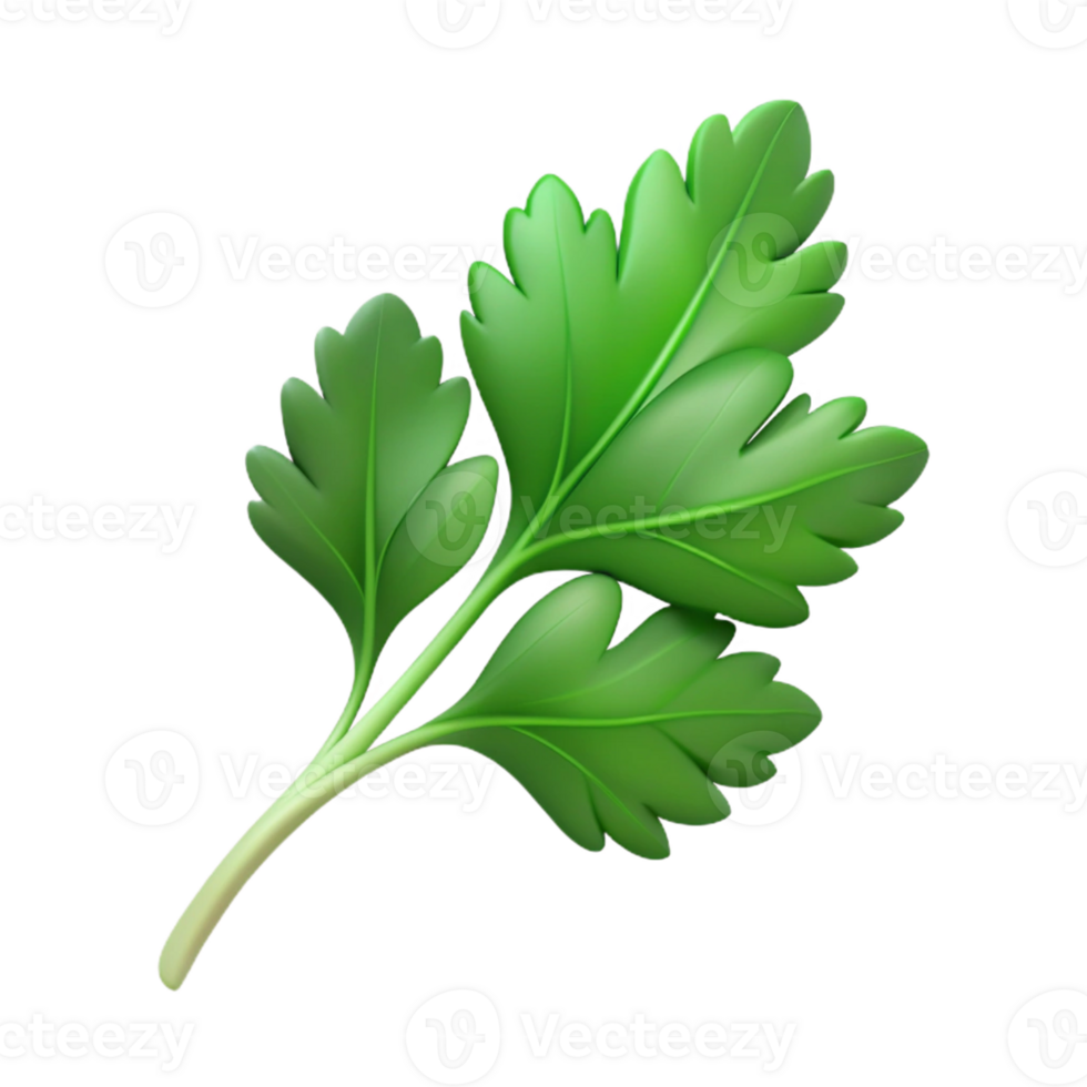 Fresh green coriander with detailed texture png