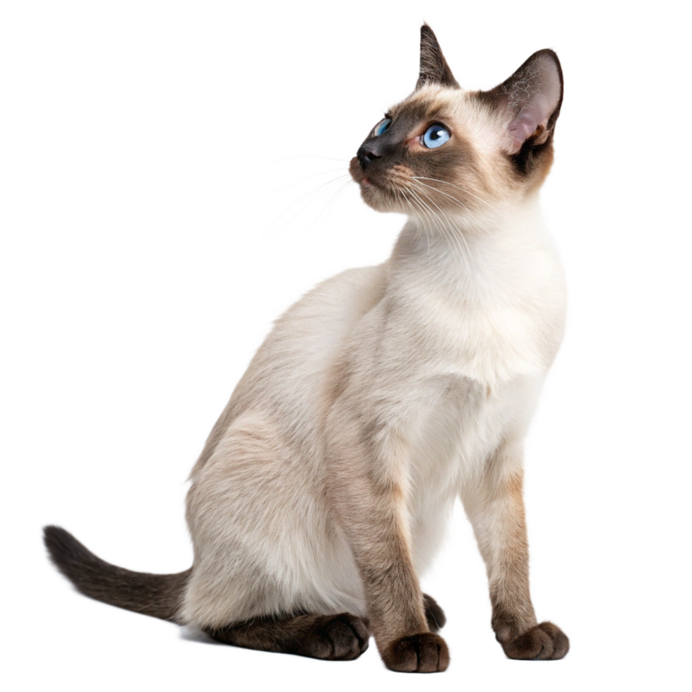 Isolated balinese cat with blue eyes animal portrait studio setting creative photography png
