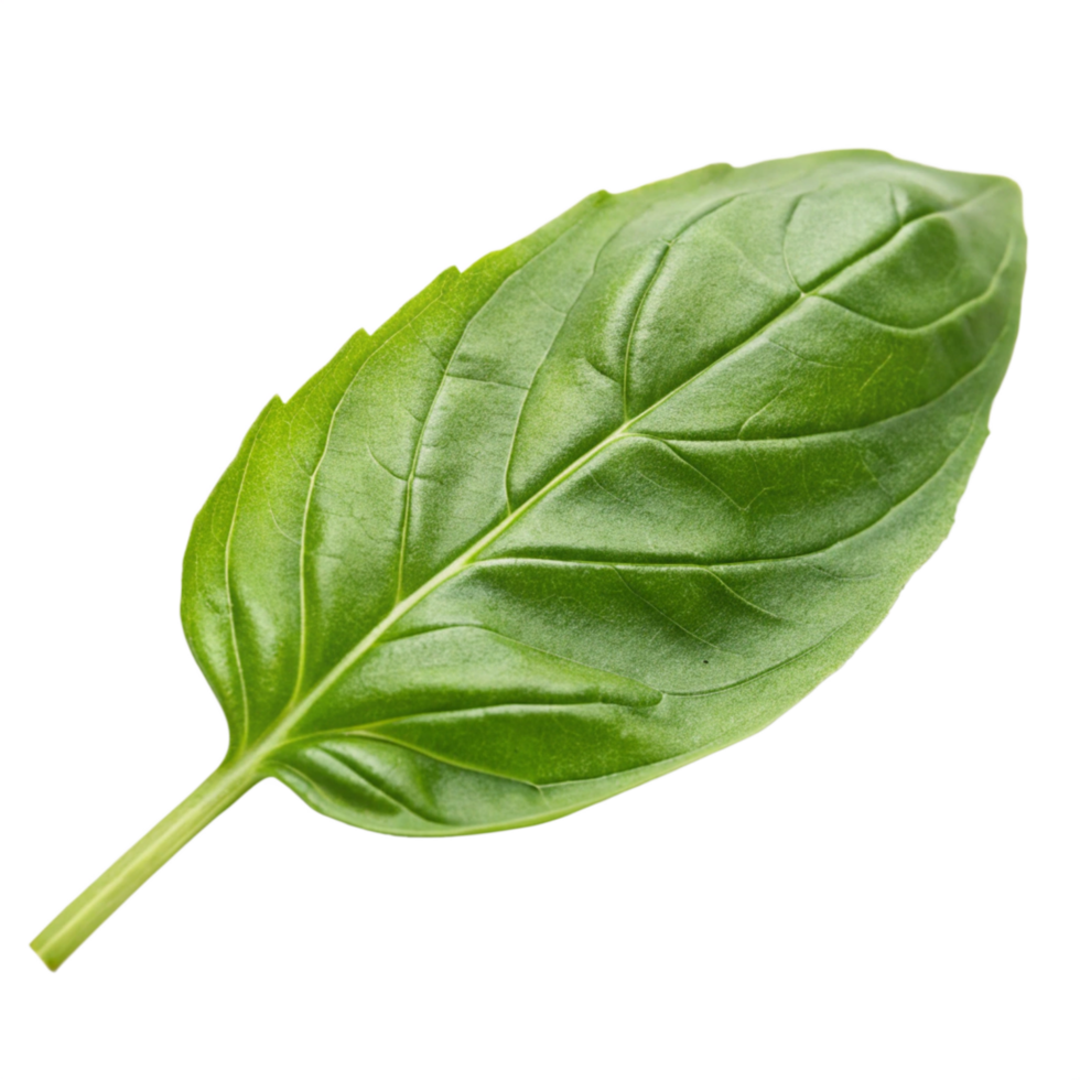 Basil leaf culinary ingredient photography minimalist style natural environment close-up view png