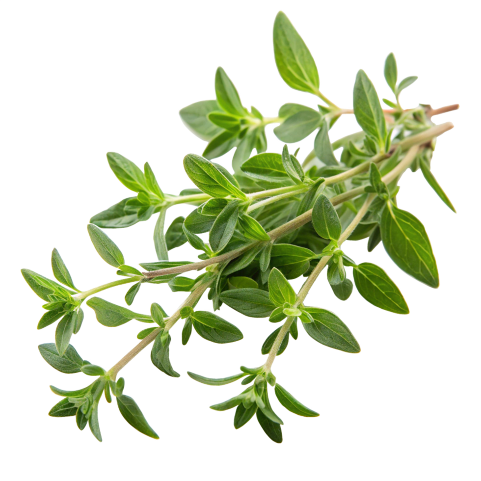 Fresh thyme herb culinary use high-quality still life studio setting nature's flavor png