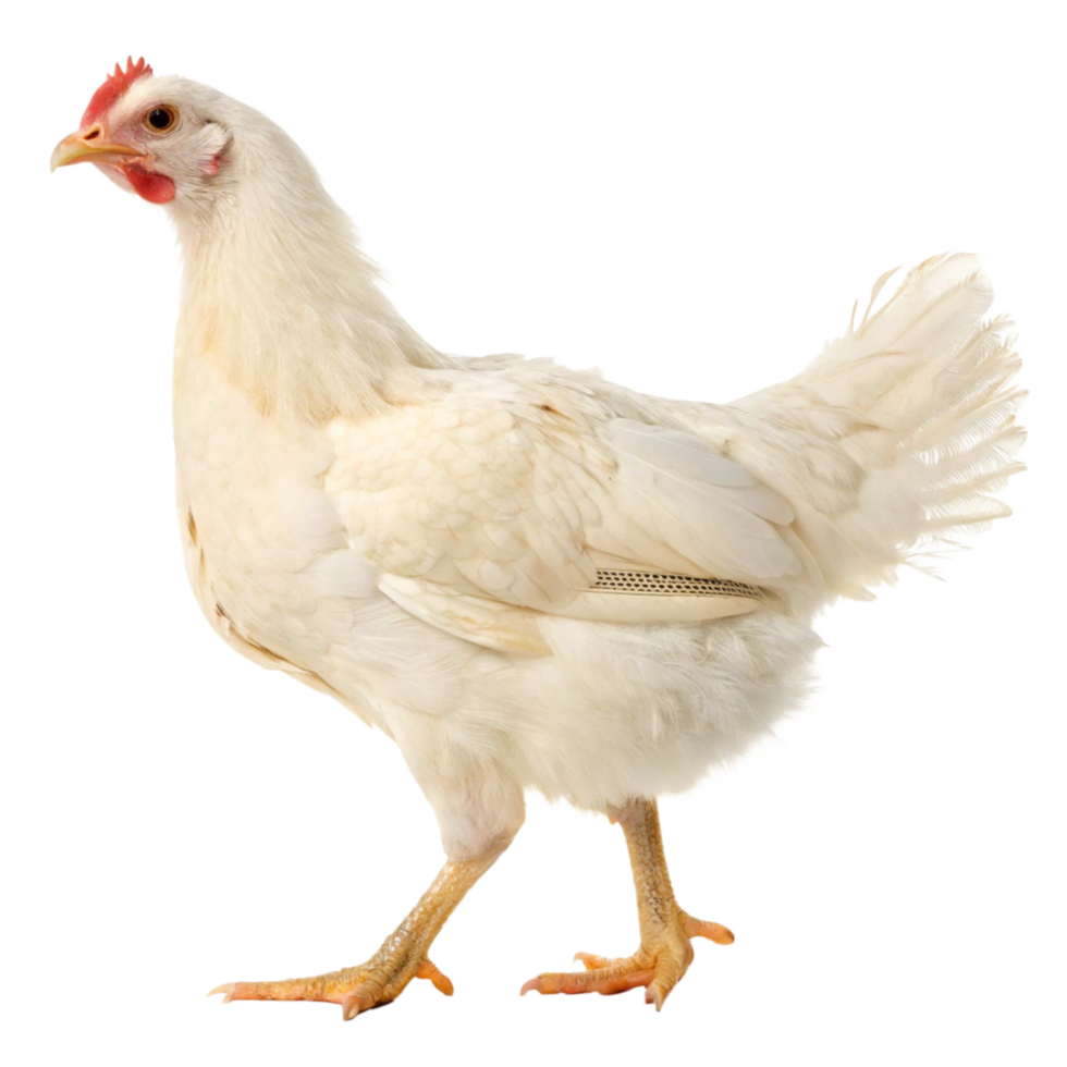Free-range white chicken for culinary and agricultural use studio setting wildlife concept png