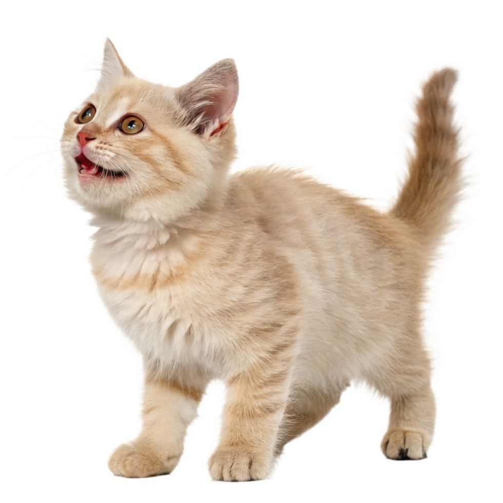 Charming munchkin cat in playful pose pet photography studio environment close up cute concept png