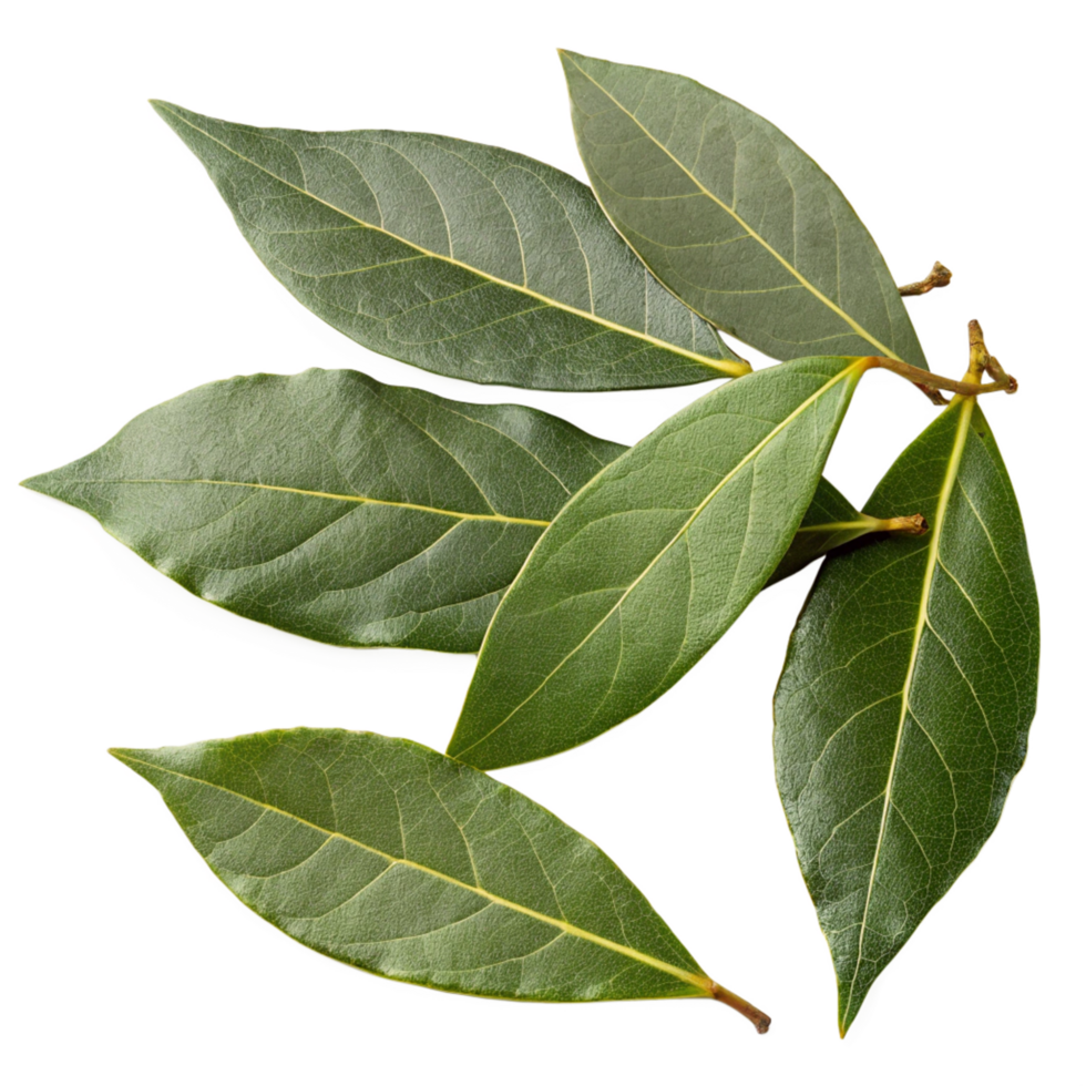 Fresh bay leaves culinary herb leafy greens minimalist style top view natural ingredient png