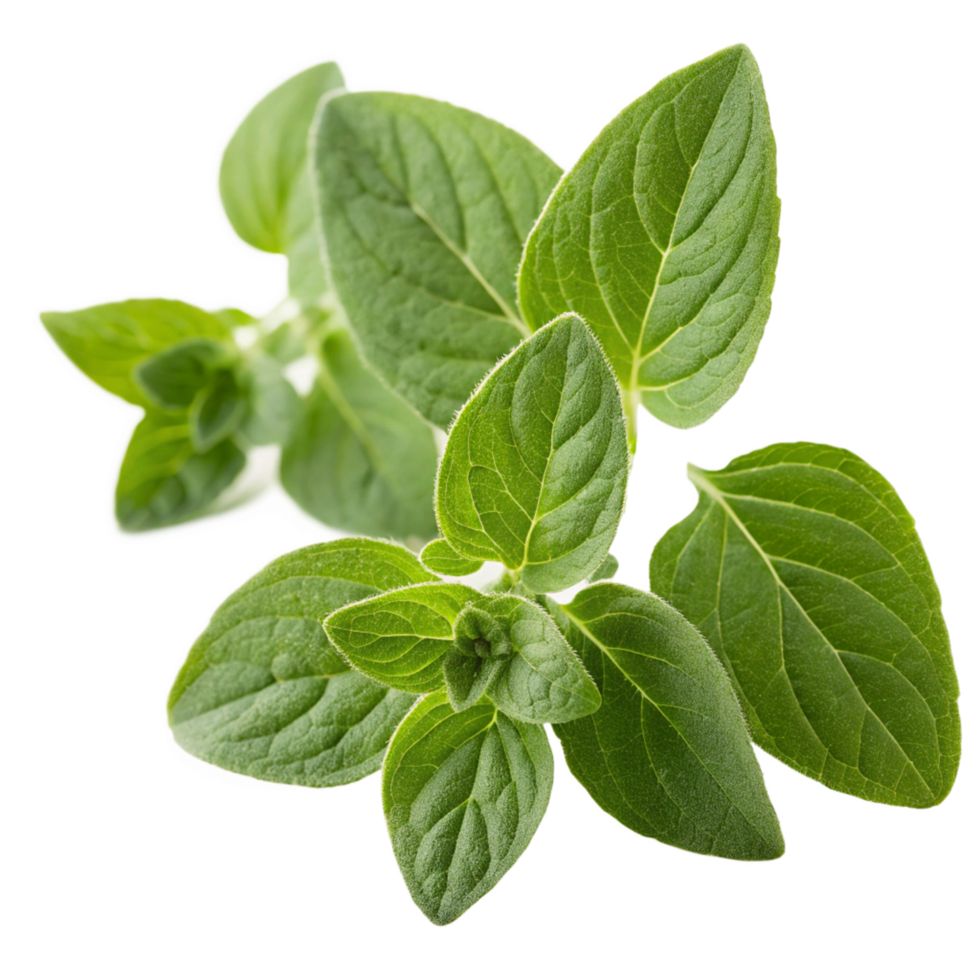 Fresh oregano leaves herb photography culinary use top view plant concept png